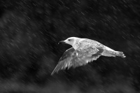 Racek zlutonohy - Larus fuscus - Lesser Black-backed Gull 5245bw